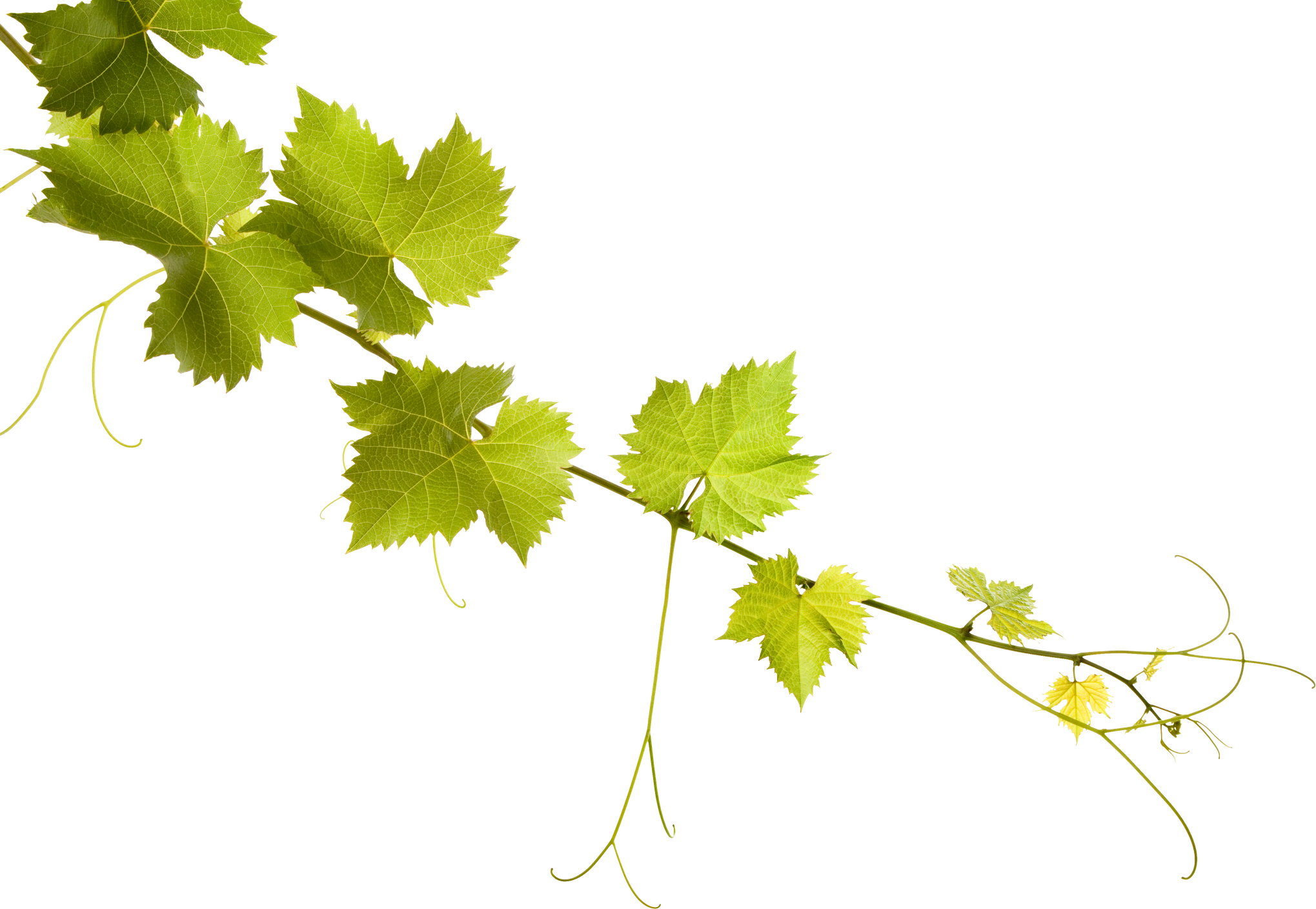 Grapevine Leaves Cutout 
